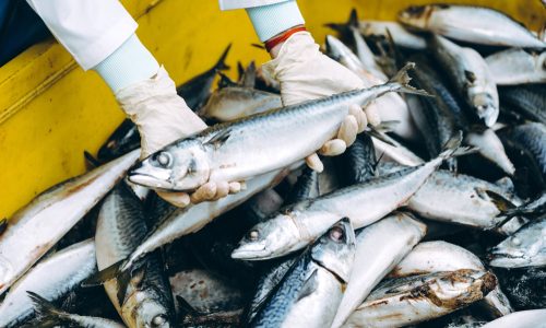 Light bulb moments in the UK Fishing Industry